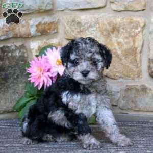 Rosa, Cavapoo Puppy