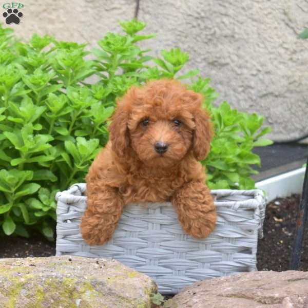Rosanna, Miniature Poodle Puppy