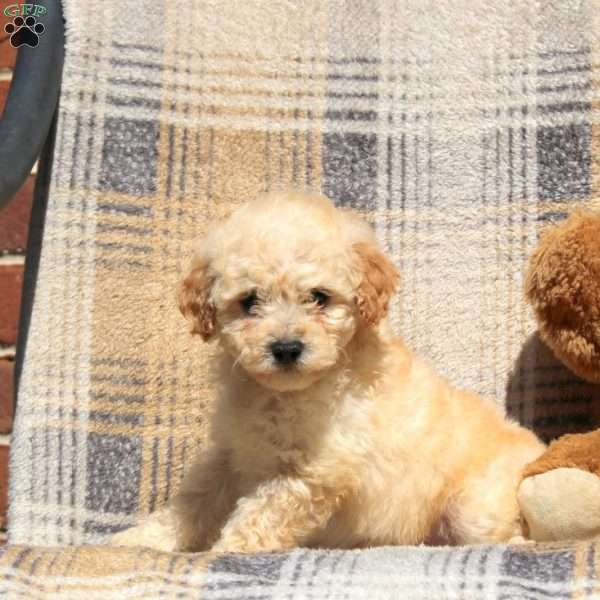 Roscoe, Bich-Poo Puppy