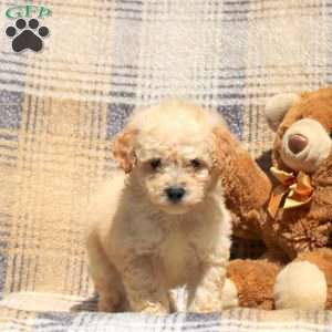 Roscoe, Bich-Poo Puppy