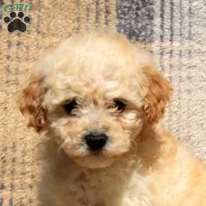 Roscoe, Bich-Poo Puppy