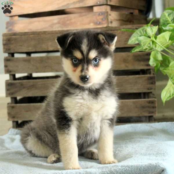 Rose, Pomsky Puppy