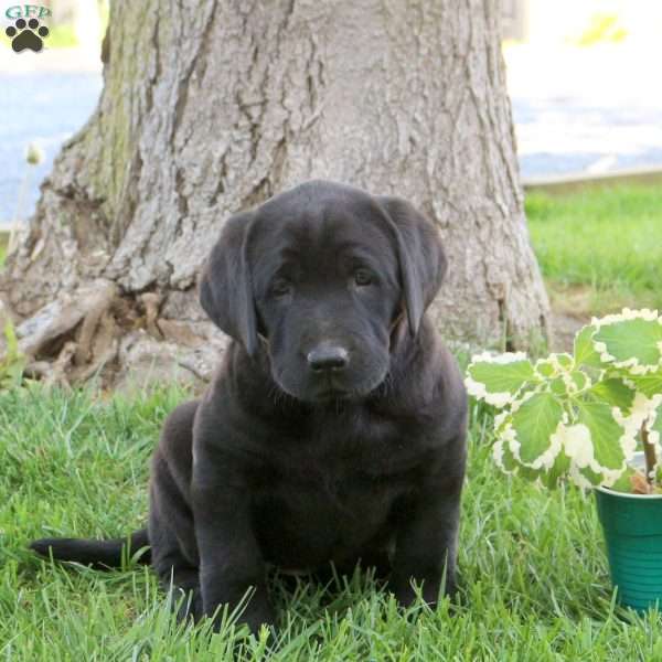 Rose, Black Labrador Retriever Puppy