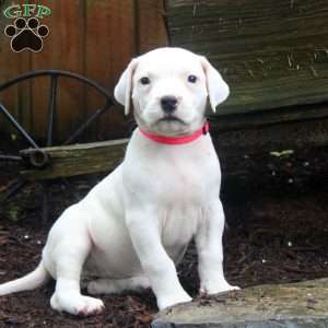 Rose, Dogo Argentino Puppy