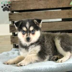 Rose, Pomsky Puppy