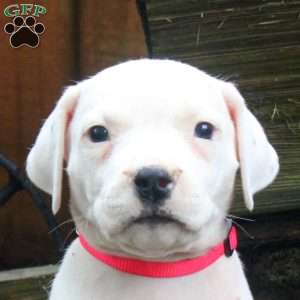 Rose, Dogo Argentino Puppy