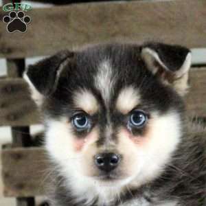 Rose, Pomsky Puppy