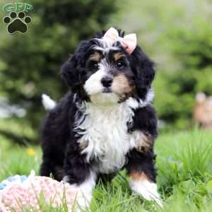 Rosie, Mini Bernedoodle Puppy