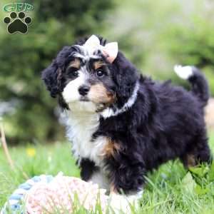 Rosie, Mini Bernedoodle Puppy