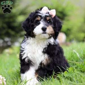 Rosie, Mini Bernedoodle Puppy