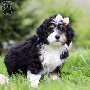 Rosie, Mini Bernedoodle Puppy
