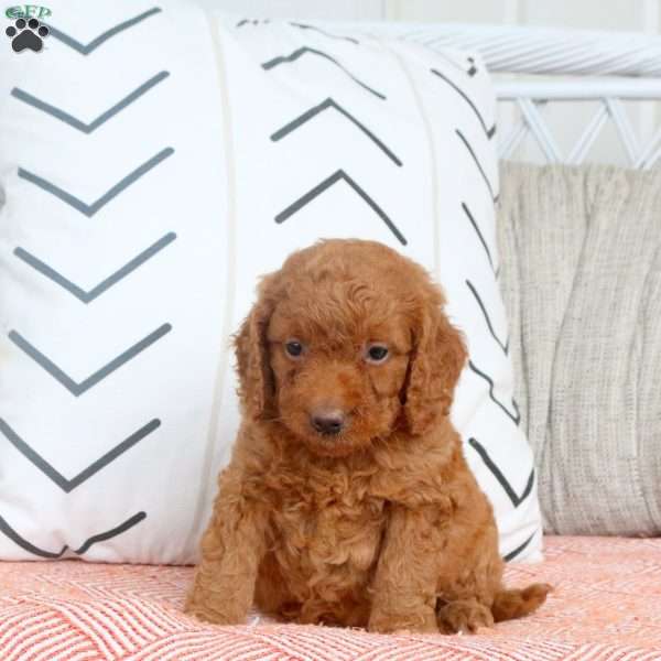 Rosie, Mini Goldendoodle Puppy