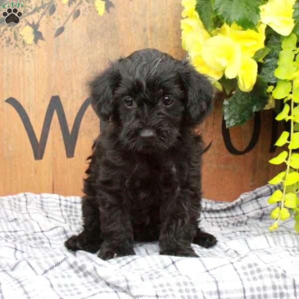Rosie, Yorkie Poo Puppy