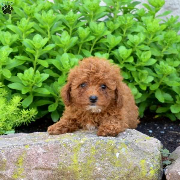 Rosie, Miniature Poodle Puppy