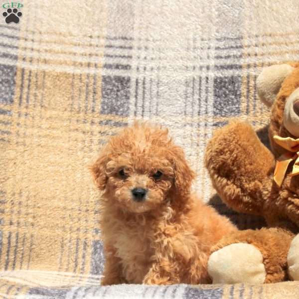 Rosie, Bich-Poo Puppy