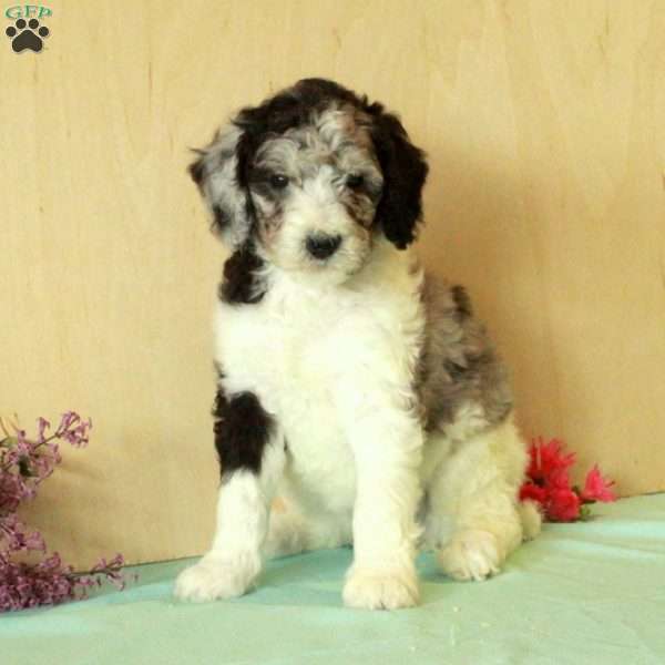 Rosie, Standard Poodle Puppy