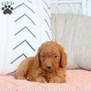 Rosie, Mini Goldendoodle Puppy