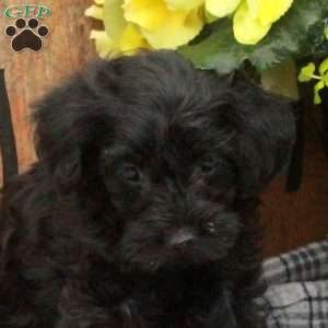 Rosie, Yorkie Poo Puppy