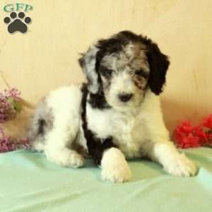 Rosie, Standard Poodle Puppy