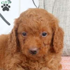 Rosie, Mini Goldendoodle Puppy