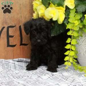 Rosie, Yorkie Poo Puppy