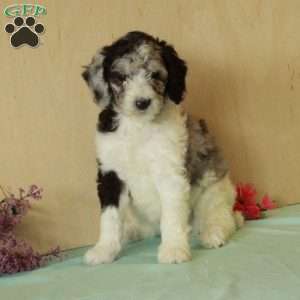 Rosie, Standard Poodle Puppy