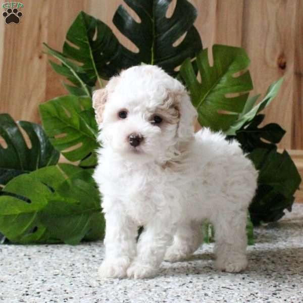 Rosie, Miniature Poodle Puppy