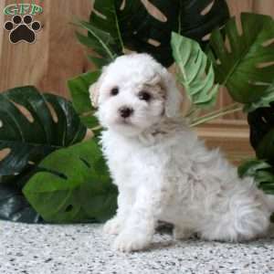Rosie, Miniature Poodle Puppy