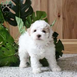Rosie, Miniature Poodle Puppy
