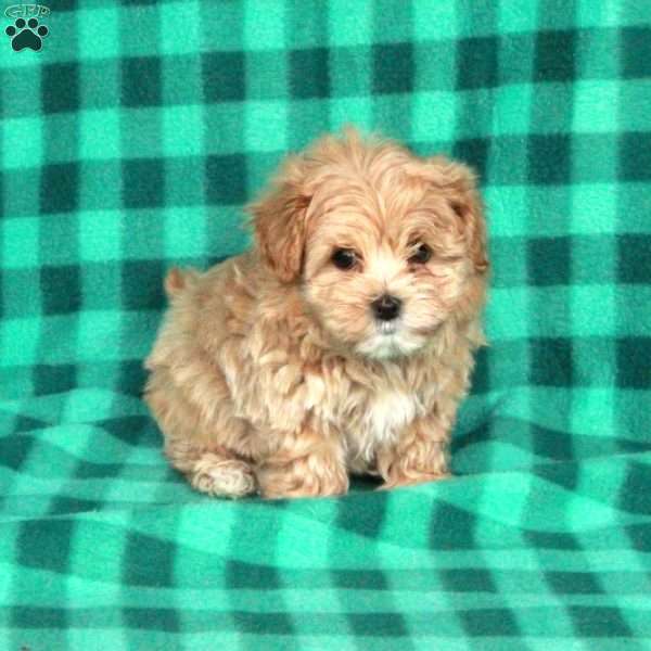Ross, Maltipoo Puppy