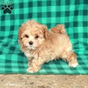 Ross, Maltipoo Puppy