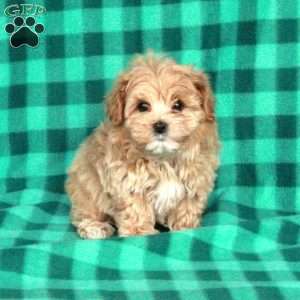 Ross, Maltipoo Puppy