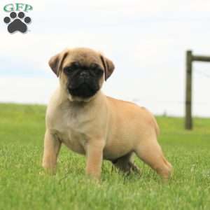 Ross, Pug Puppy