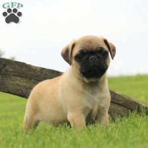 Ross, Pug Puppy