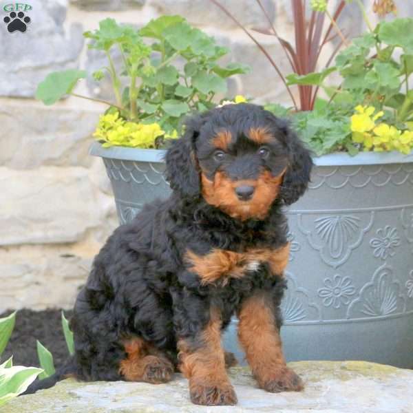 Rover, Mini Bernedoodle Puppy