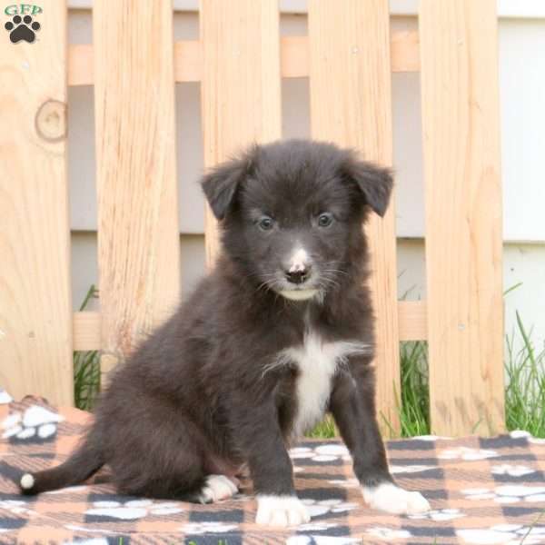 Rover, Border Collie Mix Puppy