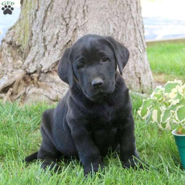 Rover, Black Labrador Retriever Puppy