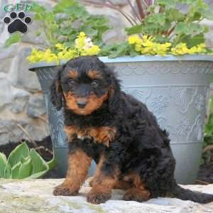 Rover, Mini Bernedoodle Puppy