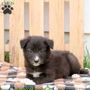 Rover, Border Collie Mix Puppy