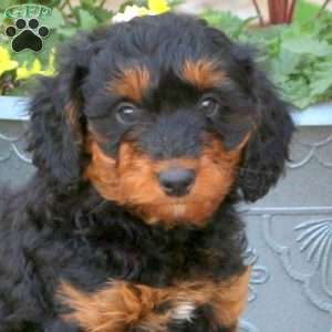 Rover, Mini Bernedoodle Puppy
