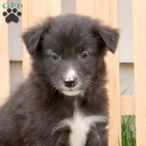 Rover, Border Collie Mix Puppy