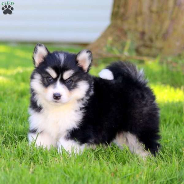 Rover, Pomsky Puppy