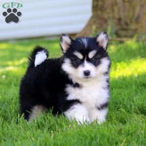 Rover, Pomsky Puppy