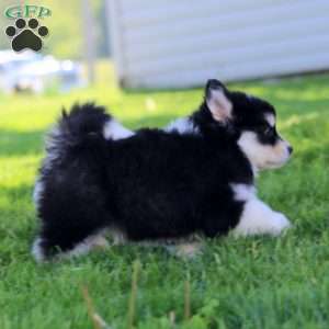 Rover, Pomsky Puppy