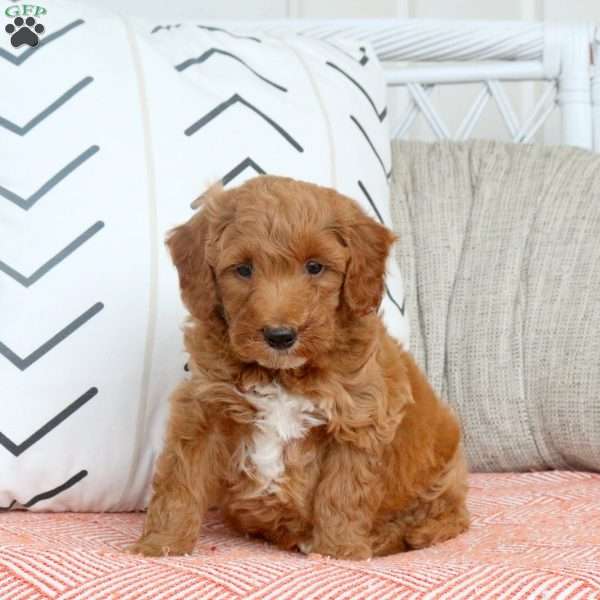 Rowan, Mini Goldendoodle Puppy
