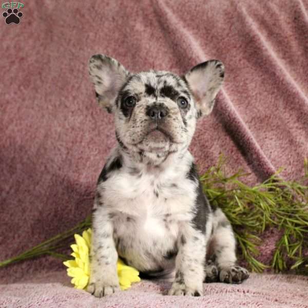 Rowan, French Bulldog Puppy