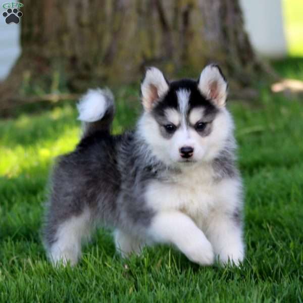 Roxanne, Pomsky Puppy