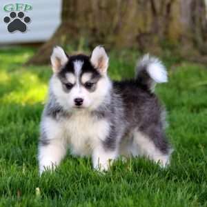 Roxanne, Pomsky Puppy