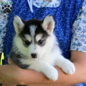 Roxanne, Pomsky Puppy
