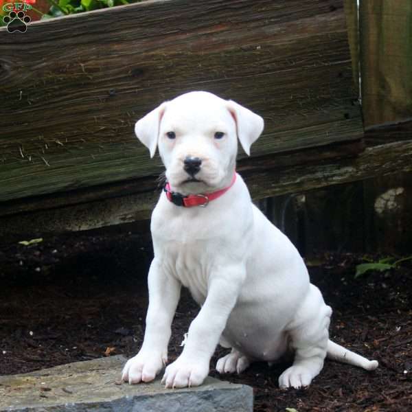 Roxi, Dogo Argentino Puppy